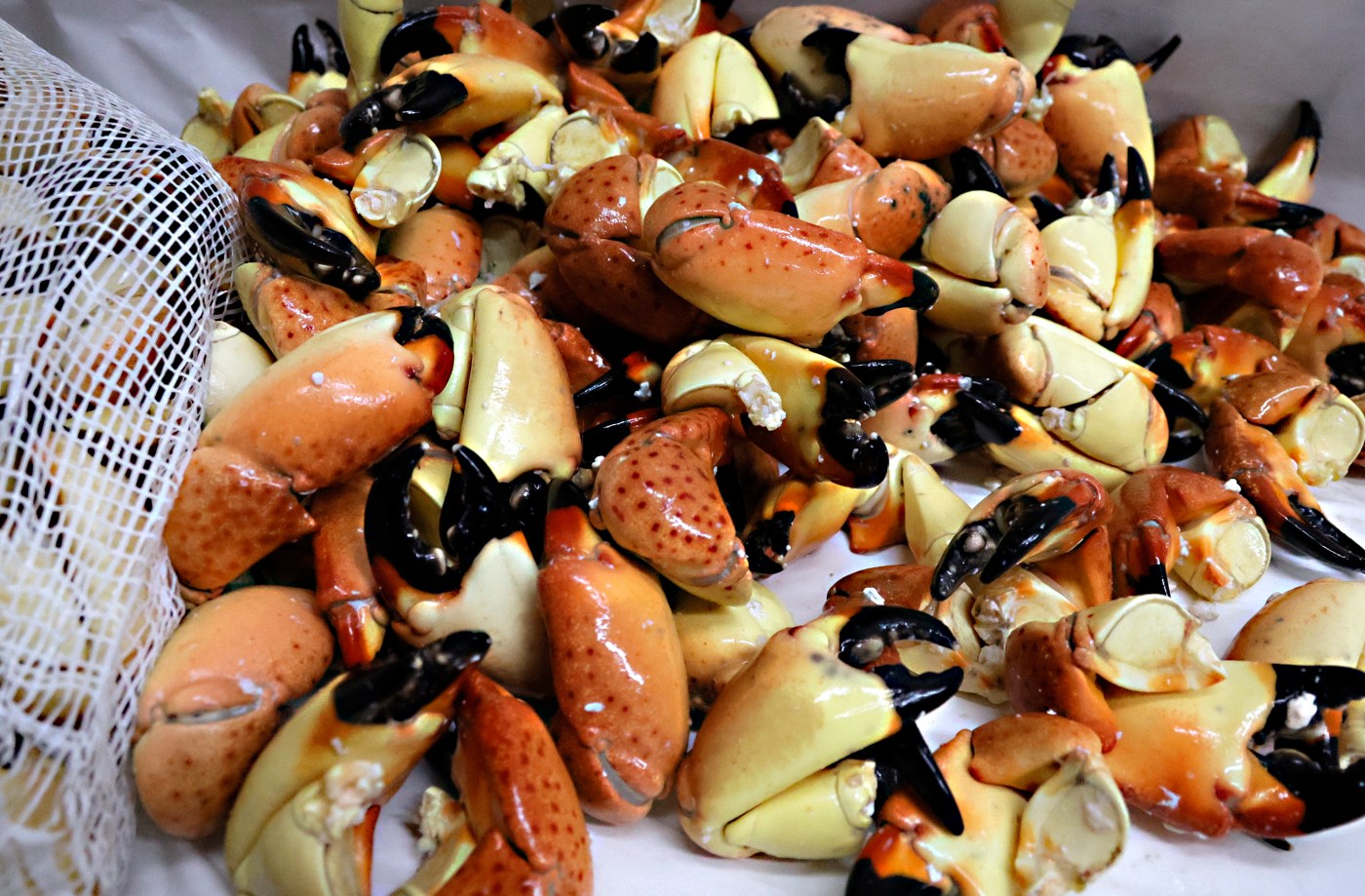 Let’s get crackin’: 2025 Florida stone crab prices are in. How much will you pay?