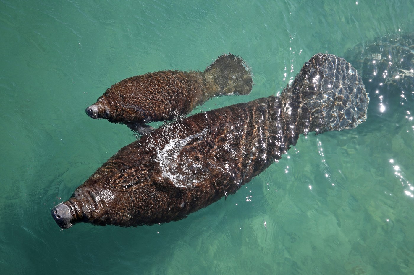 Manatee Lagoon’s Migration Celebration on Saturday to mark gentle giants’ return for season