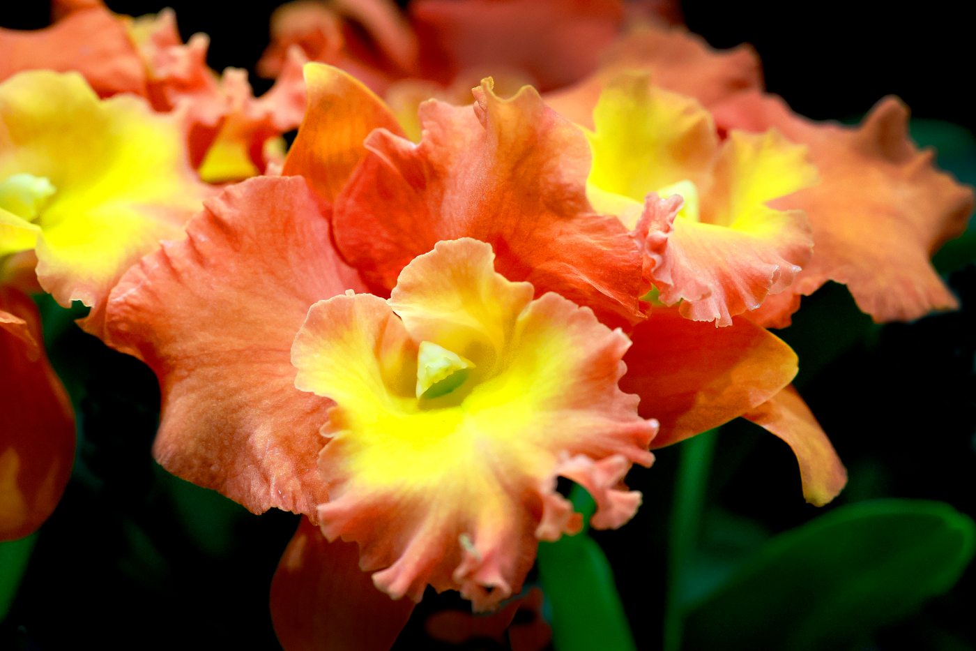 Ticket alert: Fort Lauderdale Orchid Society Show and Sale returns this weekend